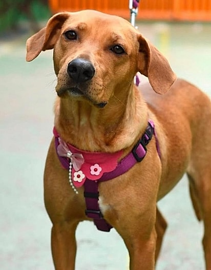 Cachorrinha Cocada