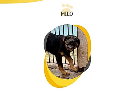 Milo