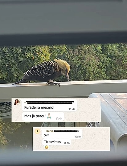 Pica-pau em condomínio