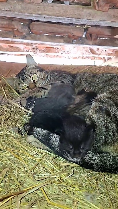 Gatita apareceu na propriedade de Cláudia onde fez morada.