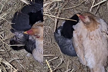 “Uma galinha chocando gatos!”: Tutora encontra ave ajudando gata a criar os filhotes e cena encanta milhões