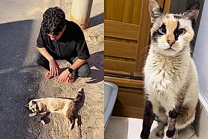 Gatinha resgatada no asfalto vence envenenamento e ganha nova chance de vida