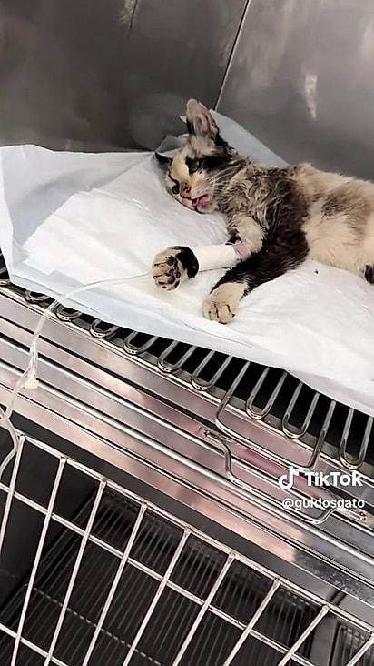 A gatinha ficou internada até responder ao tratamento.