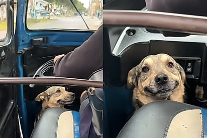 Passageira registra felicidade de cachorrinho ao trabalhar do lado de seu melhor amigo motorista.