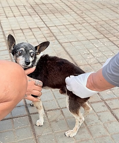 Cerca de 5 mil animais foram vacinados durante a ação. 