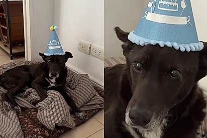 “Um ano de adoção”: Gaspar, cãozinho idoso que vivia nas ruas, tem reação comovente ao ganhar festa especial