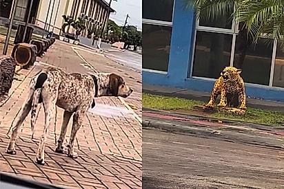Cão chega para ajudar amigo que passou mais de uma hora latindo para estátua de onça: Equipe especializada