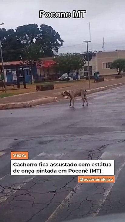 O cão é de uma linhagem de caça.