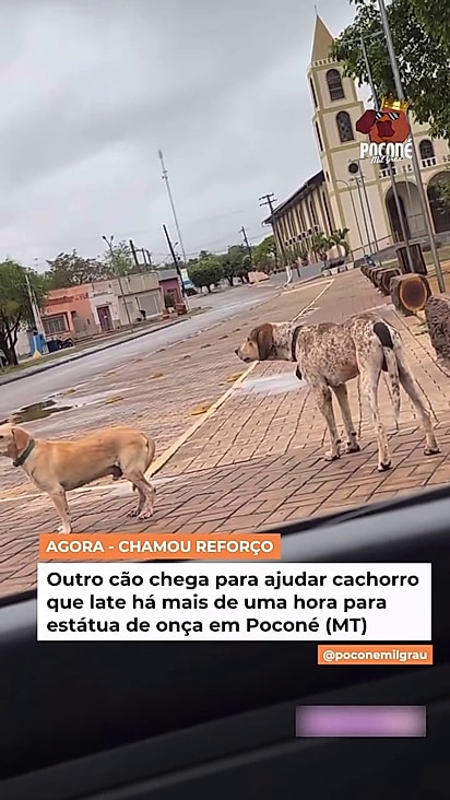 Os cães se uniram para latir contra a onça.