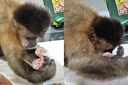 Você tá protegendo o irmãozinho?: Macaco-prego abraça filhote de passarinho e cena encanta