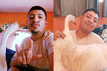 Quem diz que cão é melhor amigo do homem não conhece o Bele: Ganso ajuda tutor a superar momento mais difícil