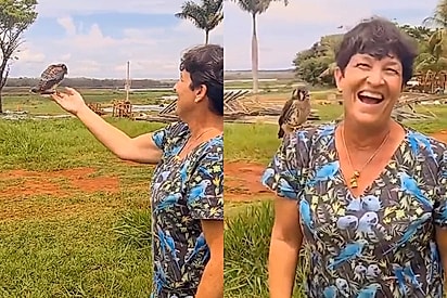Ele não quer ir embora: Veterinária solta falcão e ave pousa em seu ombro antes de ir embora