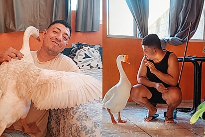 Homem surdo ensina Libras a ganso e se emociona ao pedir um abraço: “Você sabe o quanto eu te amo?”