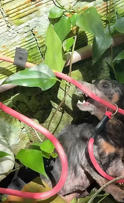 A cachorrinha mostrava os dentes para Paola.