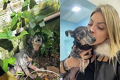 “Começa no ódio e termina no amor”: Cachorrinha mostra os dentes para protetora até descobrir o que é ser amada