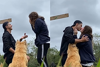 Cachorrinha caramelo senta para assistir pedido de casamento e parabeniza noivos