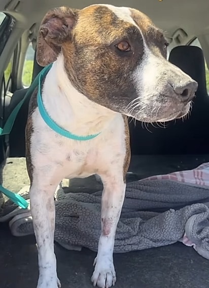 A equipe conseguiu encontrar a cadela.
