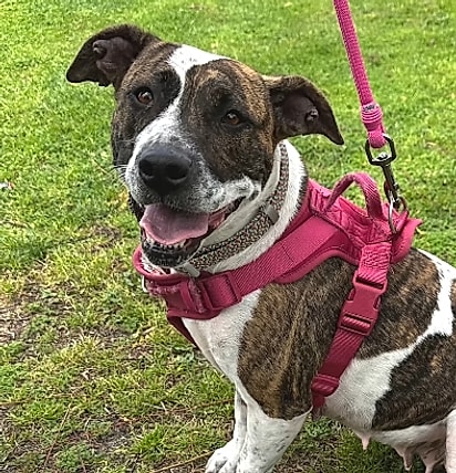 Stella feliz após ser adotada.