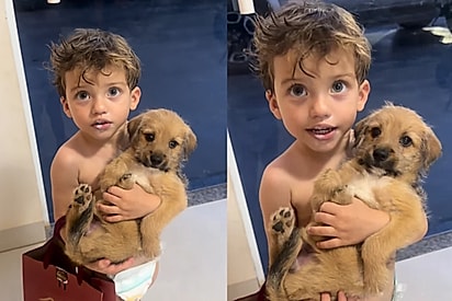 Menino de 2 anos convence mãe a adotar cachorrinha e cena encanta internautas: “Eles têm o mesmo penteado” 