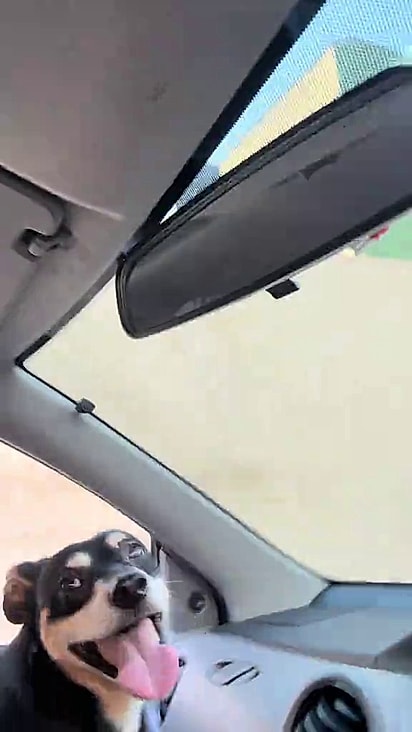 O cachorro parecia bem a vontade no carro da internauta.