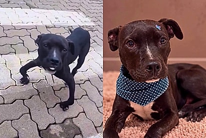 “Não podíamos fechar os olhos”: voluntários resgatam cão com deformidade em Taquari