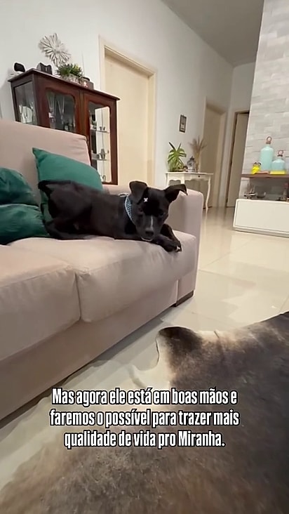 O cão está em lar temporário.