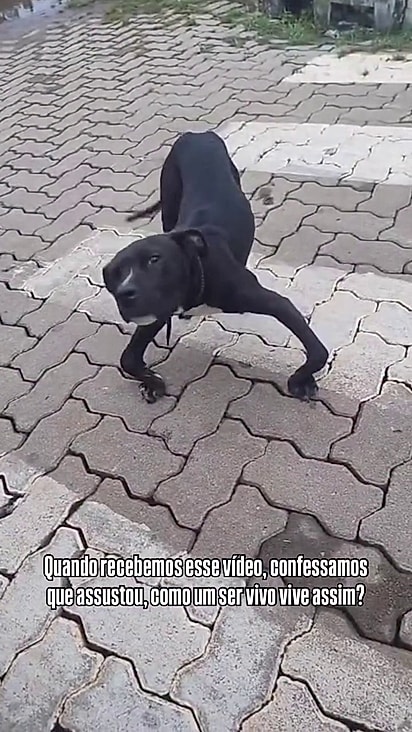 Miranha vivia nas ruas mas nunca deixou de ser dócil.