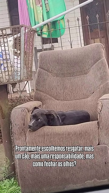 O cão foi levado para a casa de uma voluntária da ONG.
