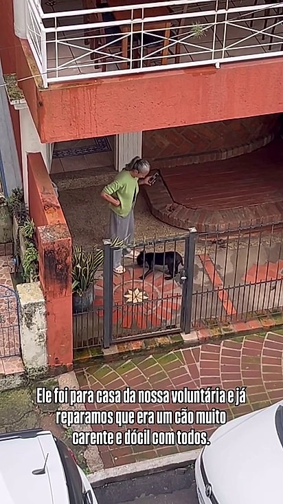 Miranha se dá bem com outros animais.