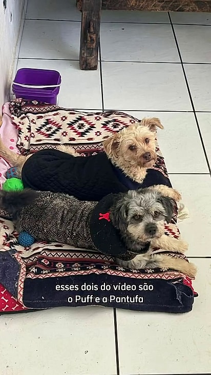O objetivo é encontrar um lar que não separe os dois.