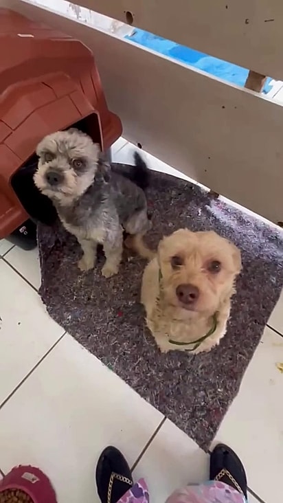 Os dois cresceram juntos e precisam ser adotados novamente.