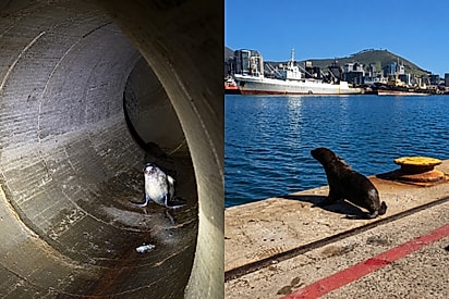 Operários portuários seguem gritos por túneis escuros e encontram 4 focinhos com bigodes compridos pedindo ajuda