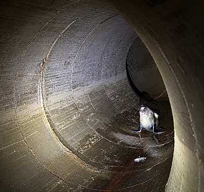 Foca no túnel