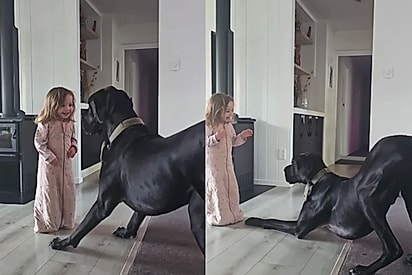 “Só dois bebês se divertindo”: Dogue alemão gigantesco vira parceiro de brincadeiras de garotinha de 2 anos