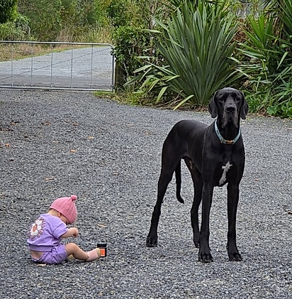 O cão está sempre ao lado de Amélie. 