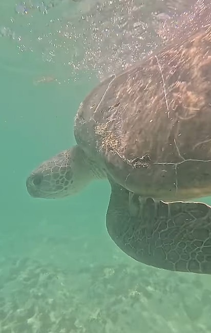 A tartaruga-verde passa a maior parte do tempo na água.