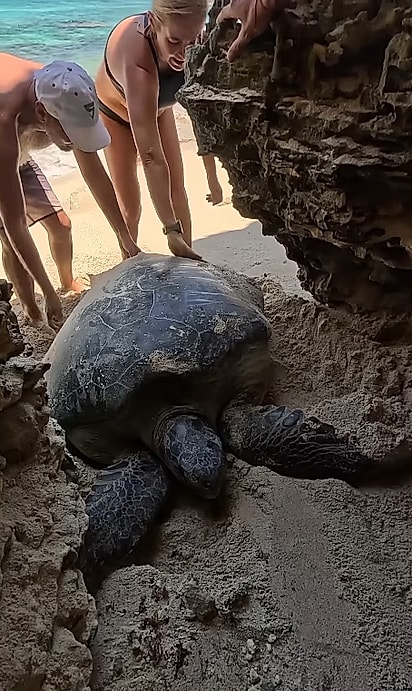 Foram necessárias três pessoas para deslocar a tartaruga.