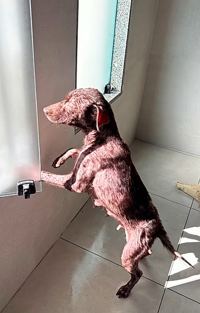 A cachorrinha queria voltar para a rua.