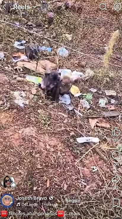 O vídeo mostrava uma ninhada encontrada na rua.