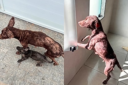 “Ela chorava muito”: Cadela resgatada tenta voltar para a rua e jovem descobre o motivo