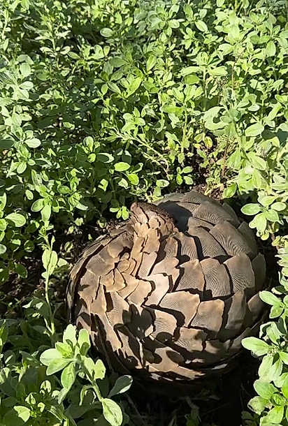 Quando se sentem ameaçados, os pangolins se enrolam em uma bolinha. (Nesse caso, João estava apenas rolando num cocô).