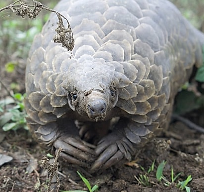 Pangolins têm garras fortes, usadas para escavar e acessar ninhos de formigas e cupins.