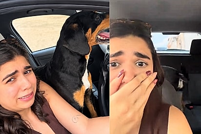 Jovem comete o erro de fazer carinho em cão pela janela e imediatamente tem carro invadido: “Agora somos seus!”