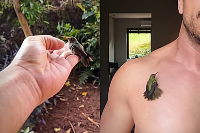 “Um presente da natureza”: Beija-flor entra na casa de homem, pousa em seu peito e passa 30 minutos recebendo carinho