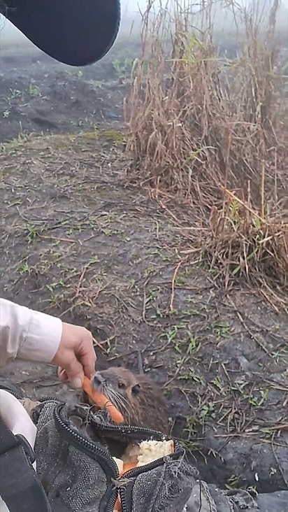 Os ratos se aproximam para buscar comida.