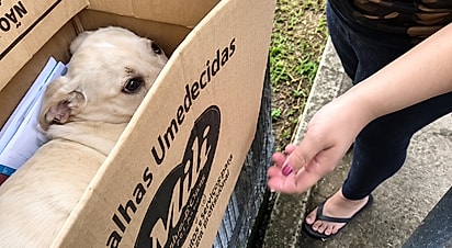 Cãozinho Thiago sendo adotado