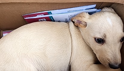 Cãozinho Thiago sendo entregue para adotante.