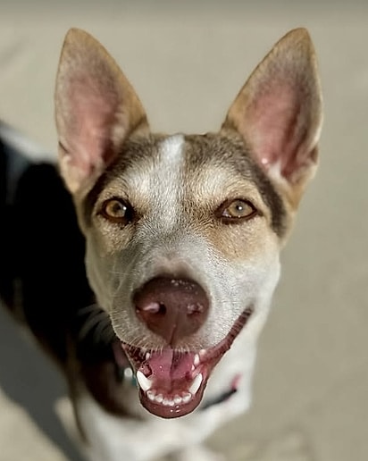 Georgia é uma cadela muito feliz.