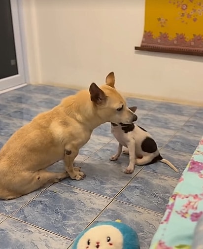 Georgia brincando com Pippilotta, outra cachorrinha do santuário.
