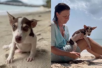 Cachorrinha encontrada sem os movimentos das patas traseiras hoje corre alegremente pela praia: Ela vive em sua própria bolha de felicidade